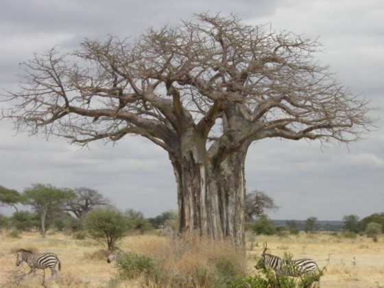 Baobab en Tarangire. Por Almudena P.