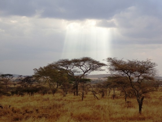Parque Nacional Serengeti. Por Udare