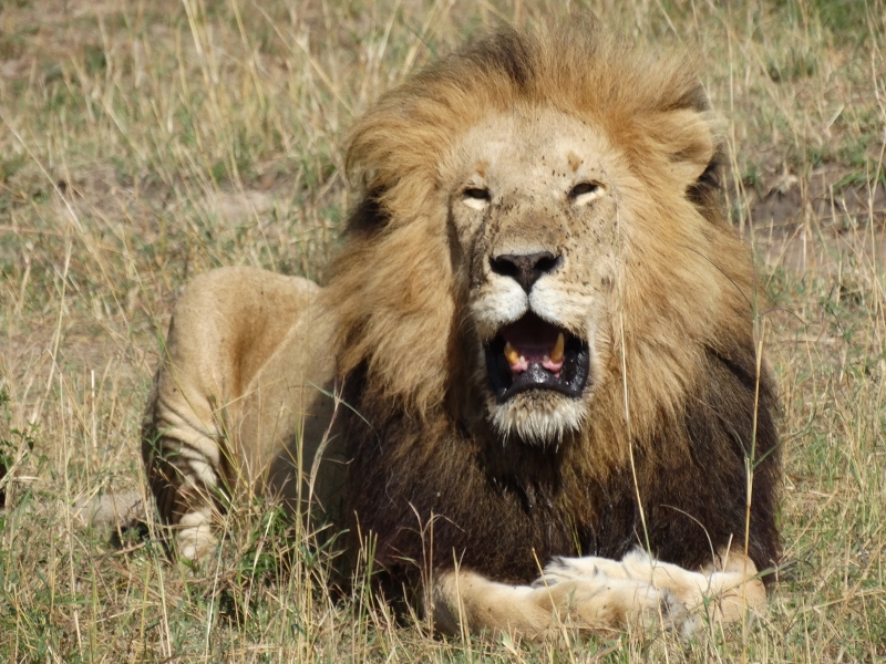 León en Masai Mara. Por Udare