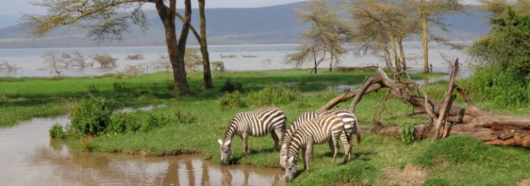 Cebras bebiendo en lago Nakuru. Por Udare