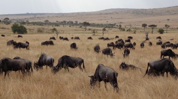 Ñus pastando en el Masai Mara. Por Udare