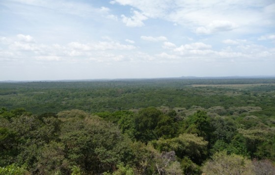 Panorámica bosque Kakamega. Wikipedia