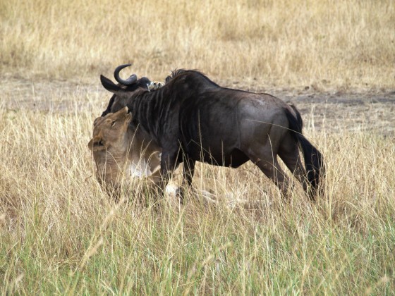 Masai Mara. Por Udare