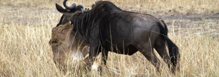 Masai Mara. Por Udare