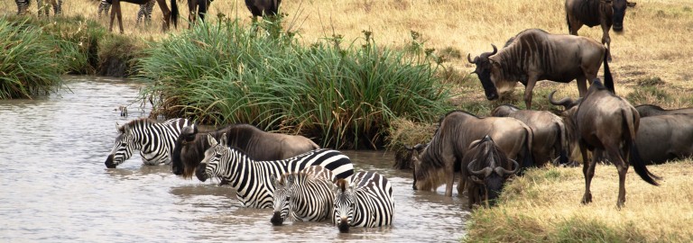 Serengeti. Por Udare