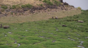 Elefantes en el Parque Nacional de Amboseli. Por Udare