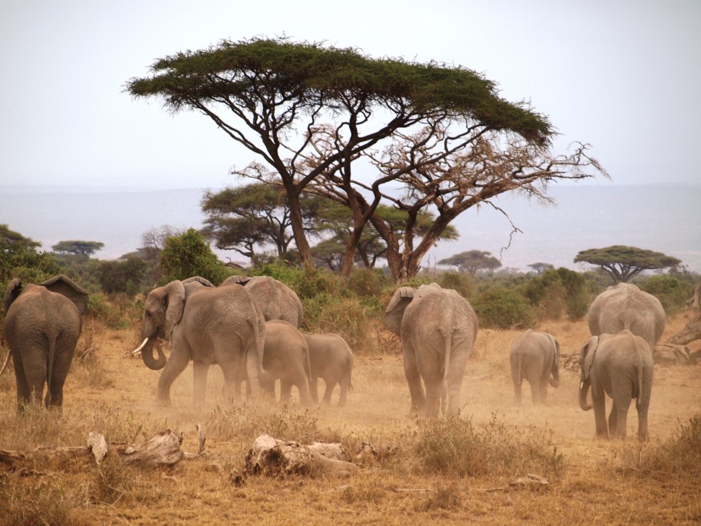 Elefantes entre acacias. Por Udare
