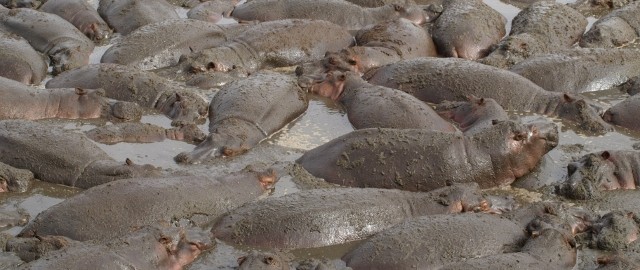 Hipopótamos en Serengeti. Por Udare