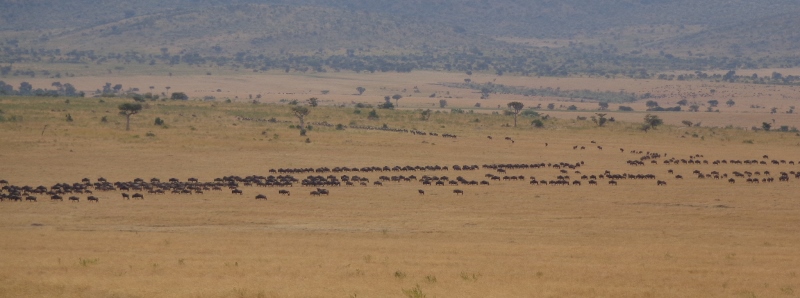 Gran migración de ñus. Por Udare