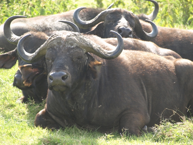 Búfalos en Nakuru. Por Udare