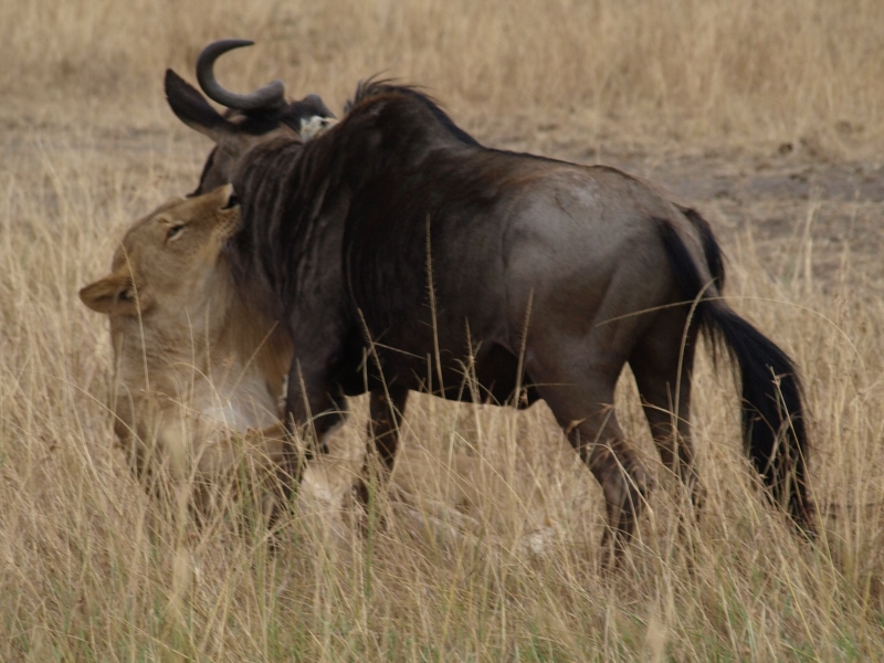 Cacería en Masai Mara. Por Udare
