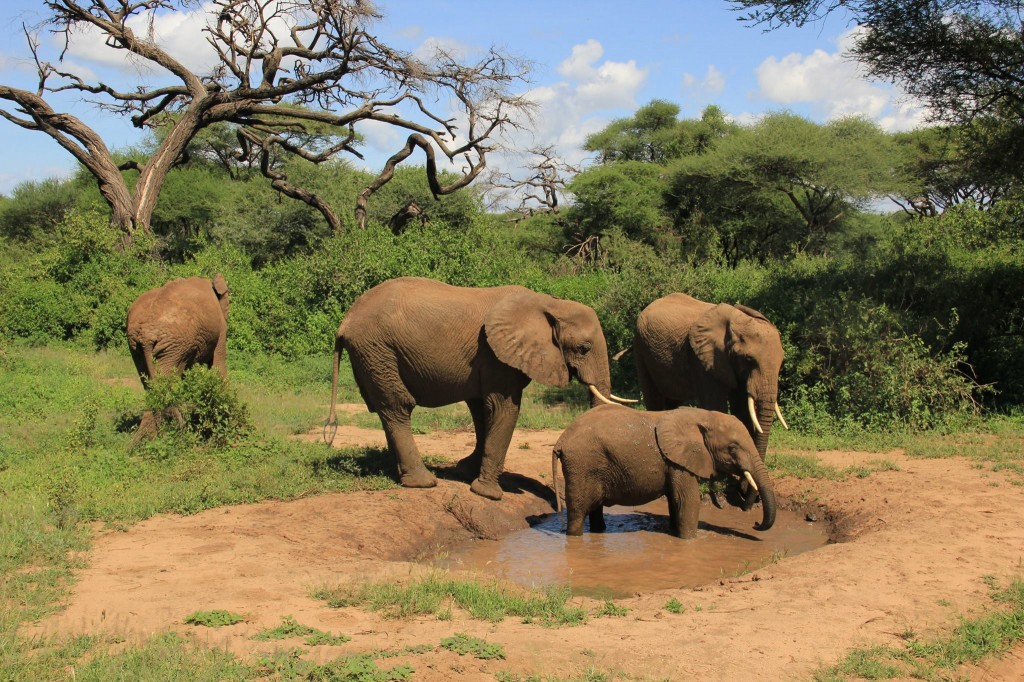 Elefantes en Manyara. Por Marga