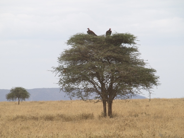 Buitres en Serengeti. Por Udare