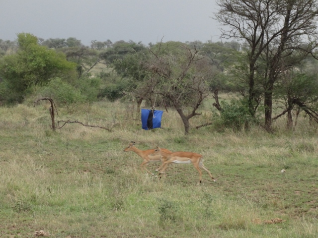 Indicador de presencia de mosca tse tse en Serengeti. Por Udare