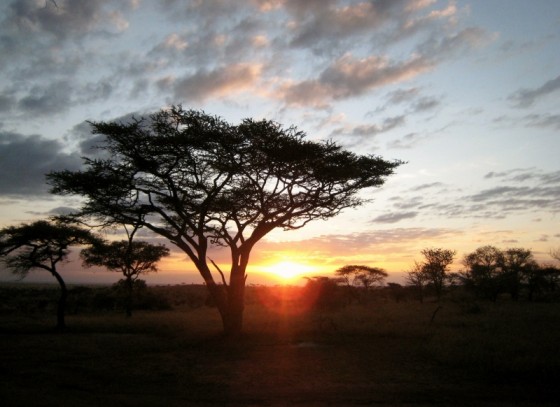 Anochecer en Serengeti. Por Sol M.