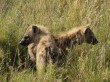 Hienas en Serengeti. Por Sol M.