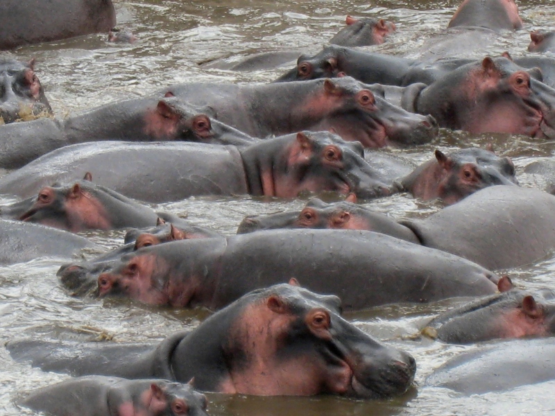 Hipopótamos. Por Sol M.