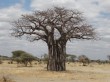 Baobab. Por Udare