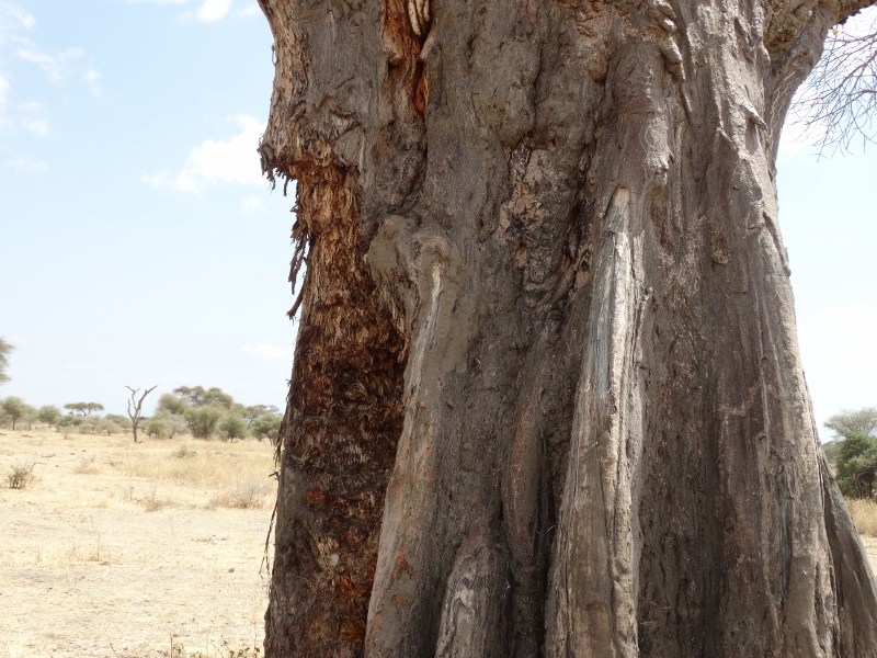 Baobab marcado por los elefantes. Por Udare