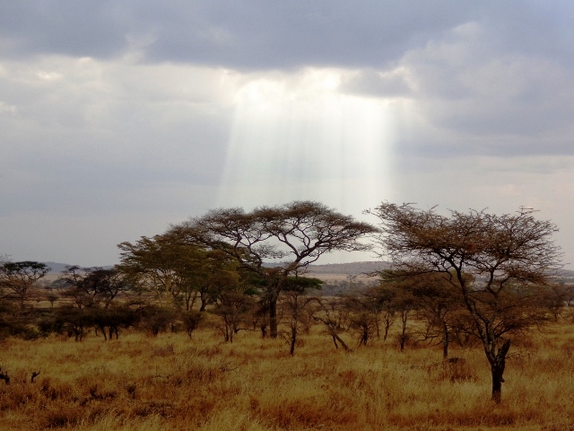 Paisaje de Serengeti. Por Udare