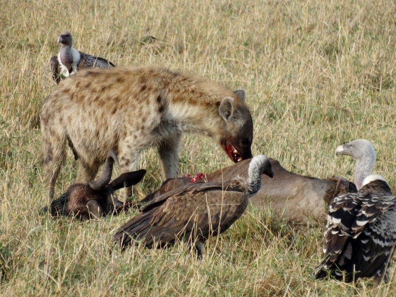 Hiena comiendo el cadáver de un ñu. Por Udare