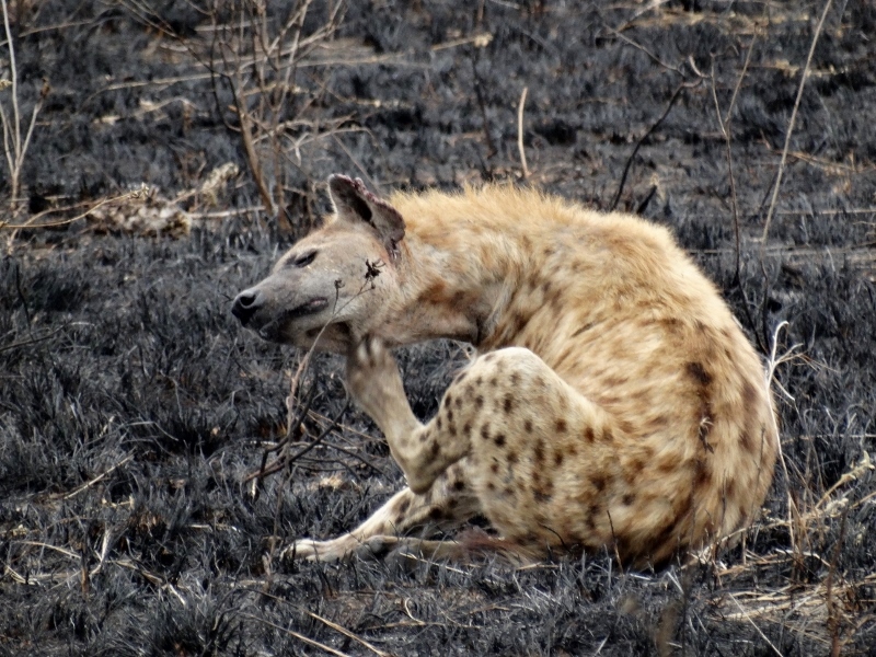Hiena en Serengeti. Por Udare