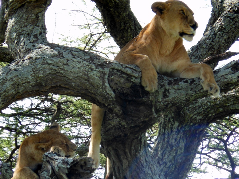 Leones trepadores en Serengeti. Por Gregory