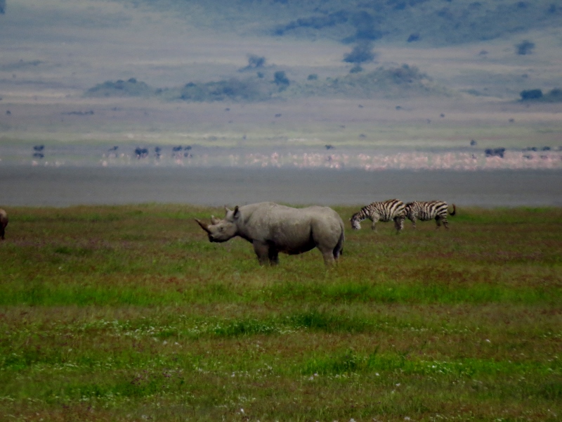 Los difíciles de ver rinocerontes en Ngorongoro. Por Lázaro