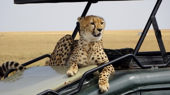 Un guepardo muy de cerca en Masai Mara. Por Miguel
