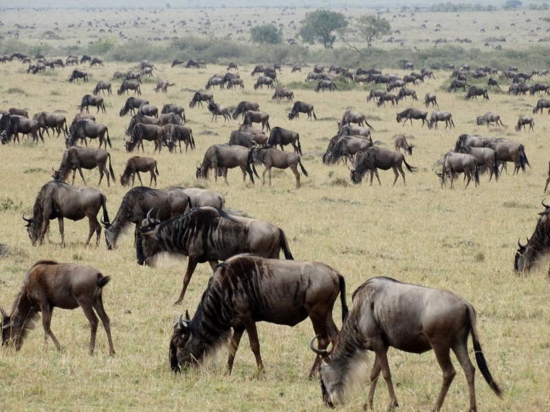 Migración de ñu en Masai Mara. Por Udare