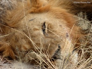 Momentos en Serengeti. Por Xavier
