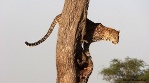 Momentos Serengeti. Por Xavier