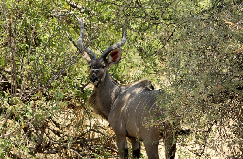 Gran Kudu en Ruaha. Por Alba