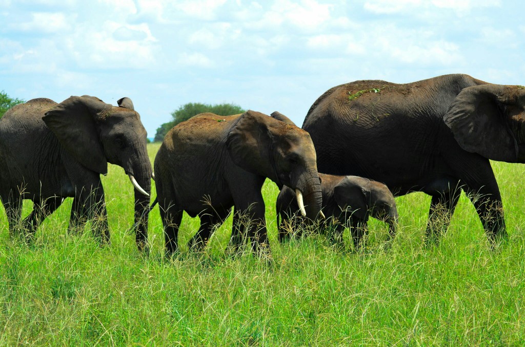 Grandes manadas de elefantes en Tarangire. Por Laura