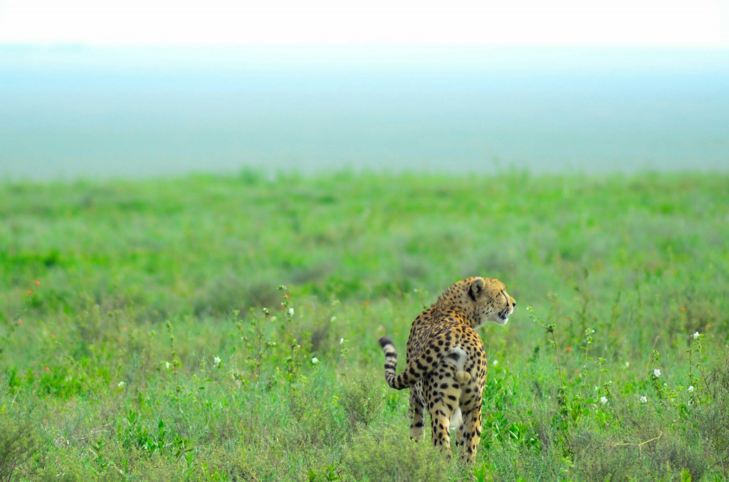 Guepardo en Serengeti. Por Laura