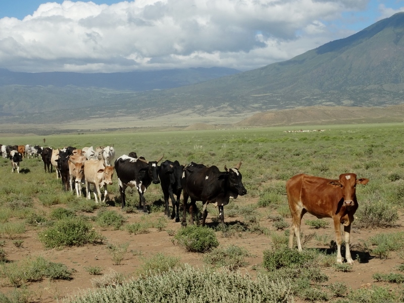 El pastoreo modos de vida de los masais. Por Udare