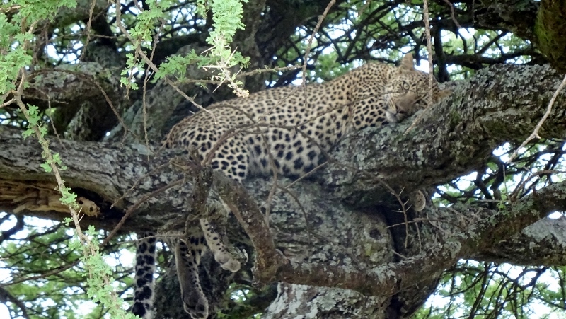 Leopardo. Por Irantzu