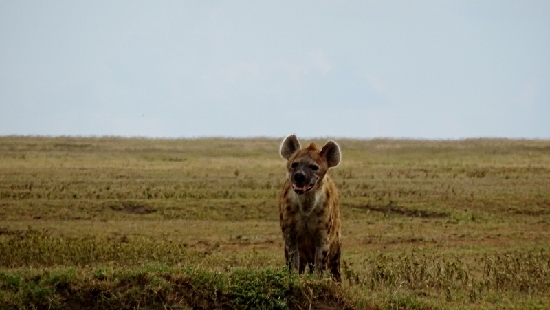 La sonrisa de la hiena. Por Irantzu