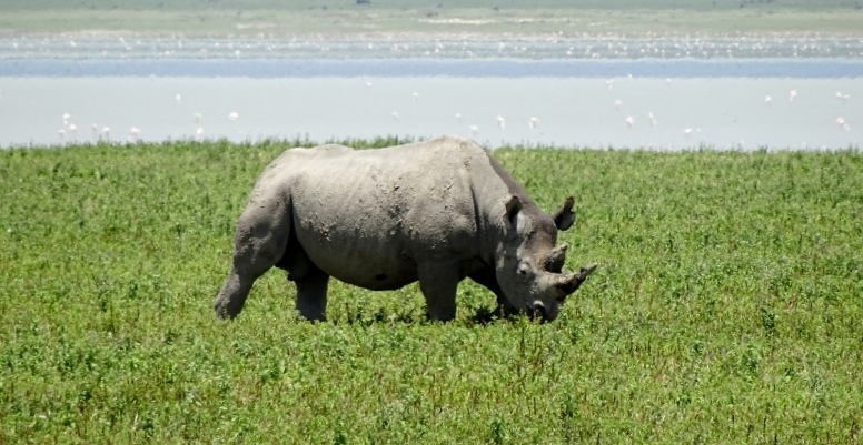 El rino en Ngorongoro. Por Irantzu