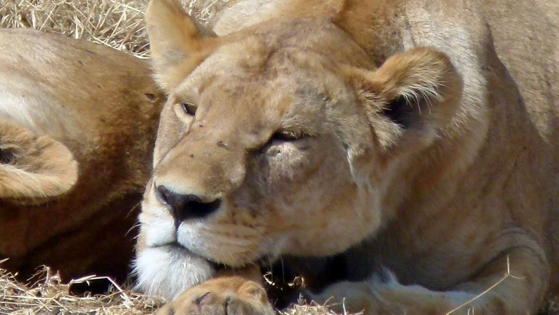 Leonas, las grandes depredadoras de Ngorongoro. Por María