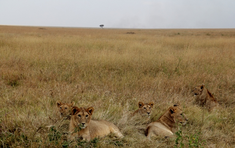 Hermanos en Serengeti. Por Jesús María