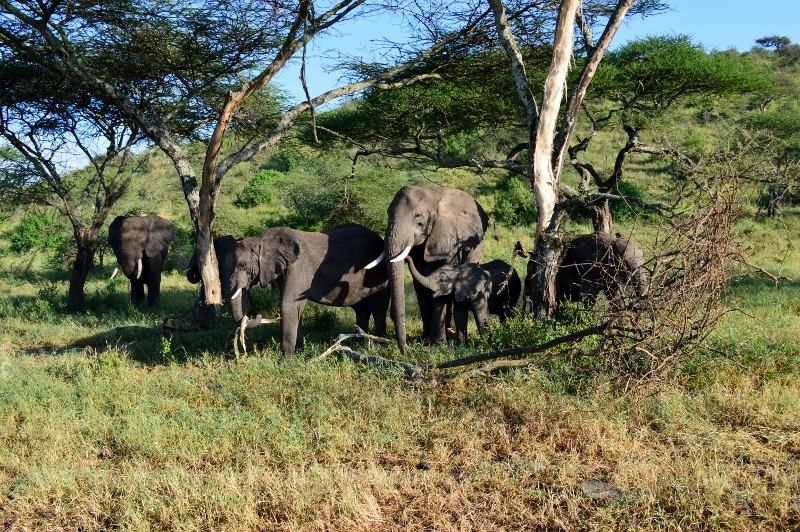 Tarangire, hogar de los elefantes. Por Sara