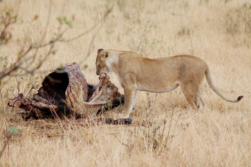 La leona comiendo en Masai Mara. Por Lidia