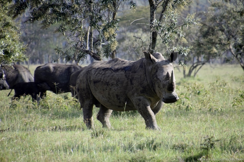 Difícil de ver el rinoceronte en Nakuru. Por Azahara