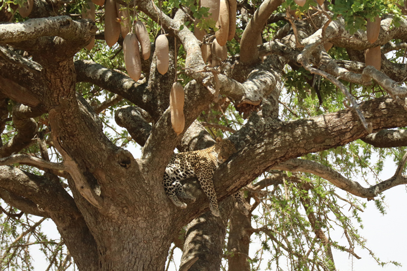Leopardo descansado en la copa de un árbol salchichero. Por Toni