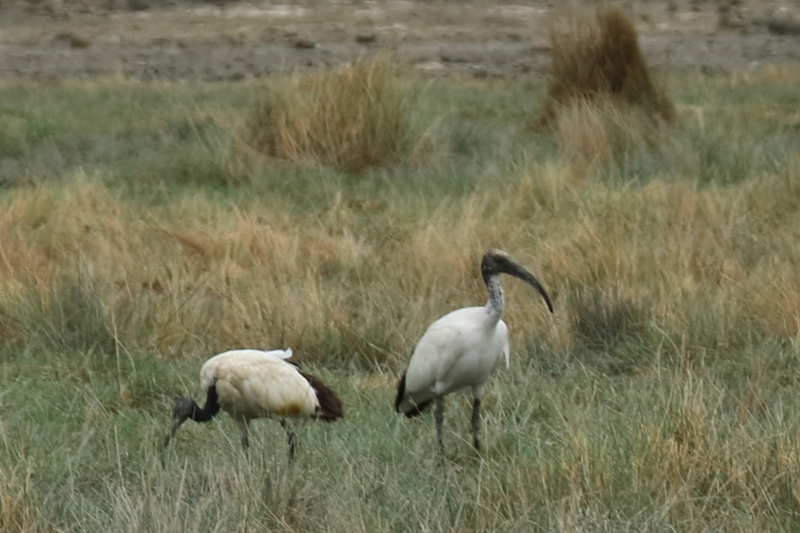 Una pareja de ibis sagrados en la orilla del Natron. Por Toni