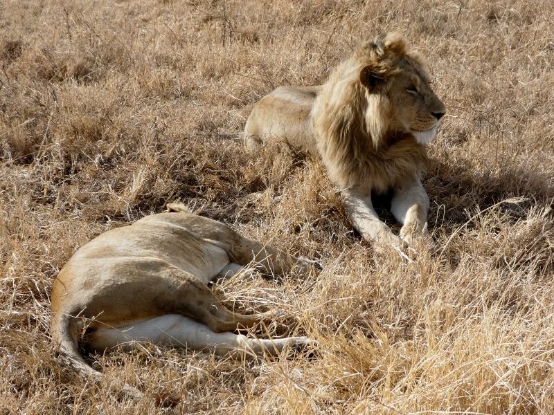 Leones, presentes en Ngorongoro. Por María