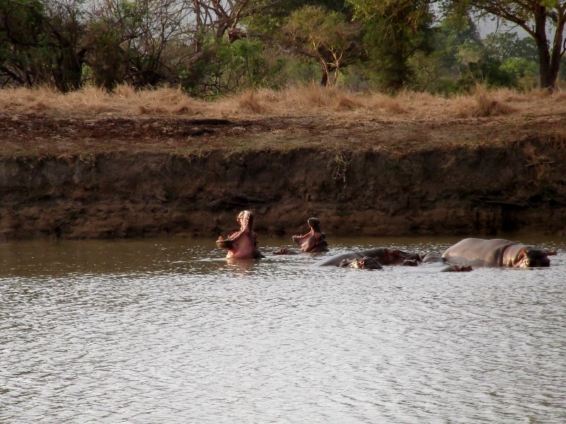 Hipopótamos en Ruaha. Por Angeles