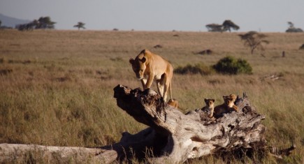 Una familia en Serengeti. Por Francisco