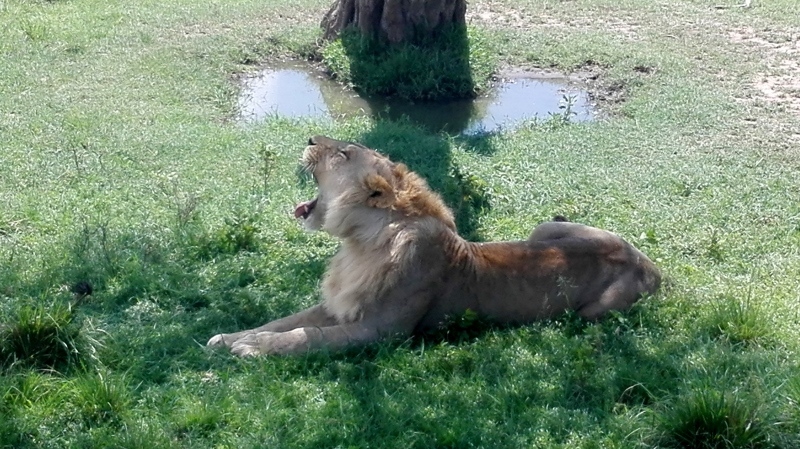 León en Masai Mara. Por Cynthia